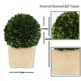 thumbnail image 2 of BOXWOOD WORLD Preserved Boxwood Ball Topiary for House Decor Potted Preserved Mini Boxwood Topiary All Season Green Topiary Decor, 2 of 7