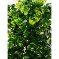 thumbnail image 3 of 1PC Artificial Plant Eucalyptus Vine for Home Garden Decor Green Leaves Fake Plant Ivy Outdoor Wall Hanging Wedding Party Decoration Faux Foliage Gree, 3 of 5