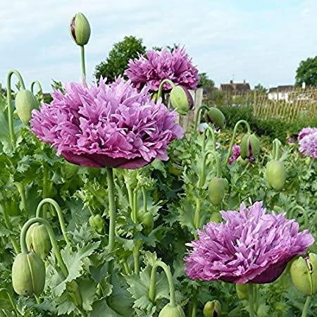 300 Purple Double Peony Poppy Flower Seeds