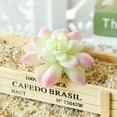 thumbnail image 3 of Artificial Succulents Realistic Textured Fake Succulents Unpotted Artificial Cactus Plant Suitable for Garden Home Office Greening and Decoration, 3 of 8