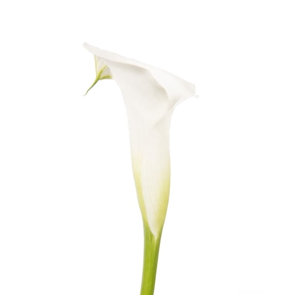 Bloomingmore White Mini Calla Lilies, 50 Stems, Fresh Cut Flowers