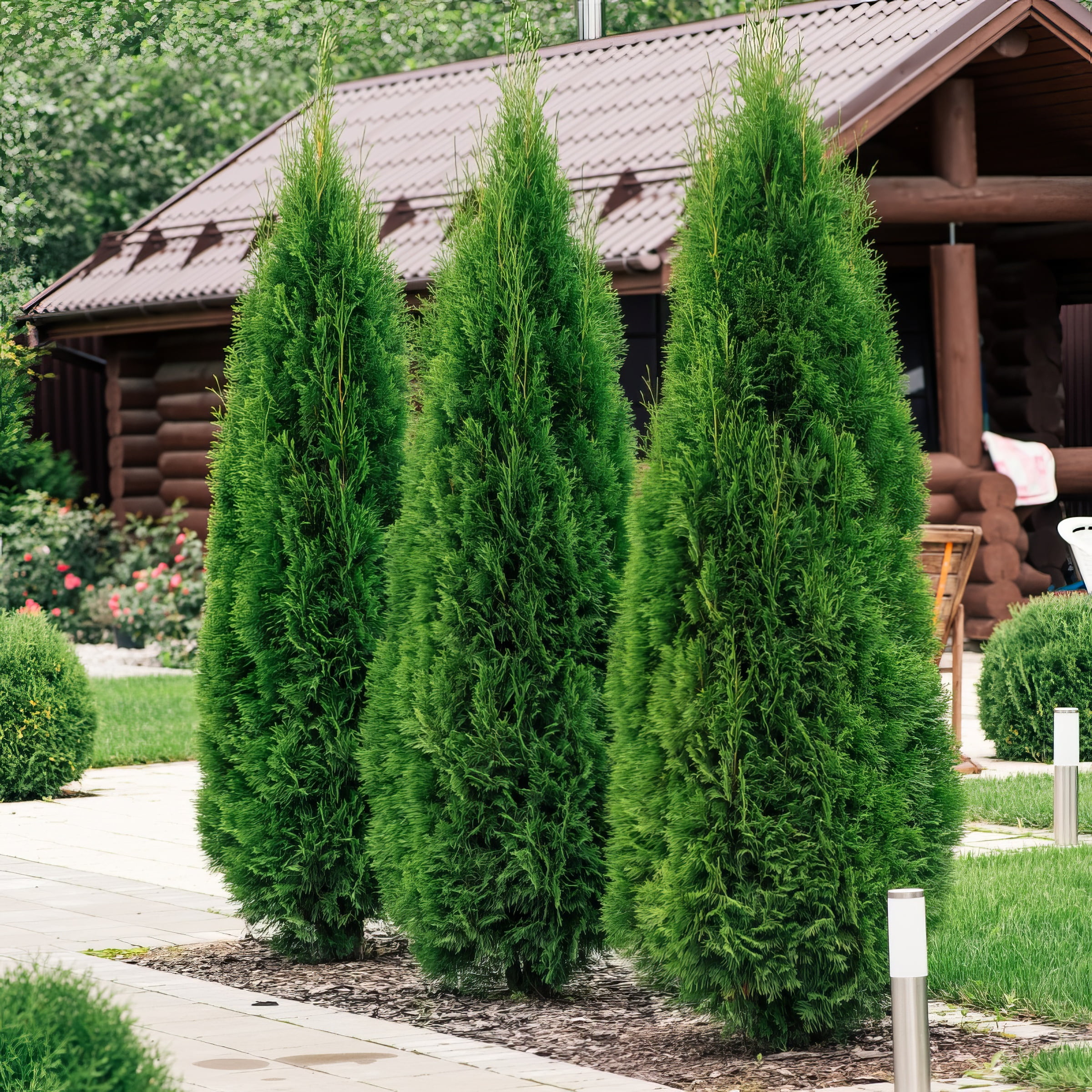 National Plant Network Live Shrub 1 gal Arborvitae 'Green Giant' with Full Sunlight
