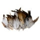thumbnail image 1 of 50 Pieza Sombrero Y Sombrerería Decoración Diy Artesanal Sunnimix Pluma del gallo natural, 1 of 6