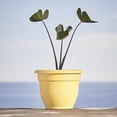 thumbnail image 2 of Bloem Ariana 12" Self-Watering Plastic Planter - Rolled Rim Indoor/Outdoor Garden Pot, Daffodil, 2-Pack, 2 of 8
