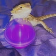 thumbnail image 5 of Vehomy 6Pcs Lizard Bearded Dragon Feeding Toys Ball Reptile Food Toys Ball Lizard Interactive Toys for Bearded Dragon, Lizard, Gecko and Small Animals, 5 of 6