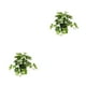 thumbnail image 2 of Plantas Artificiales Inteprter Hoja de Tortuga Falsa con Maceta 2 Conjunto, 2 of 6