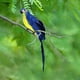 thumbnail image 2 of Loro de plumas de imitación, verde, decoración de jardín, pájaro, loro de acero dorado, pájaro, pájaro de plumas, clip de pájaro de espuma, decoración de pájaros, 2 of 6