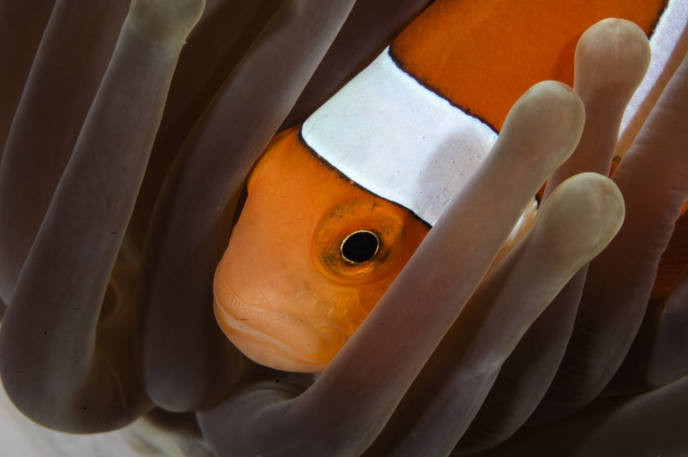 Clown Anemonefish Indonesia Canvas Art - Todd WinnerStocktrek Images (35 x 23)