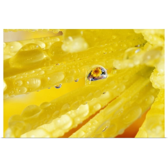Great BIG Canvas | "Yellow Flowers Reflected In Dew Drop" Art Print - 48x32