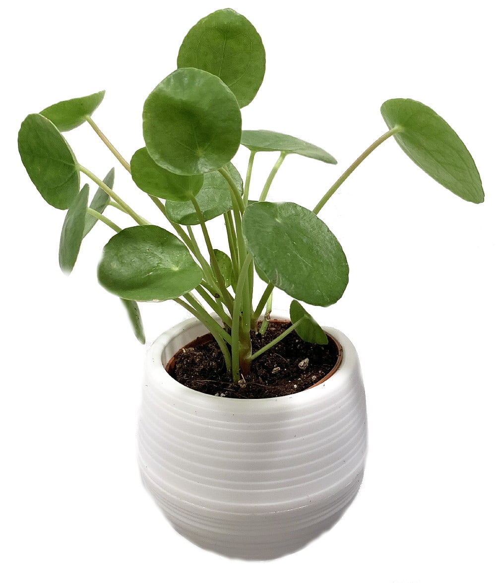 Chinese Money Plant Pilea peperomioides in 3&quot; White Self