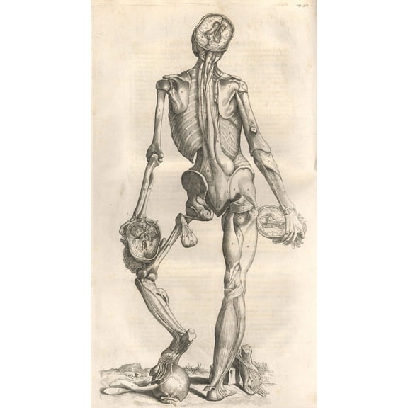 24x43in Laminated Vesalius Opera Photographic Print Poster Anatomy of Human Body Pencil Drawing