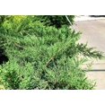 thumbnail image 4 of Kallay Juniper - 3 Live Plants - Juniperus Chinensis - Drought Tolerant Cold Hardy Evergreen Ground Cover, 4 of 9
