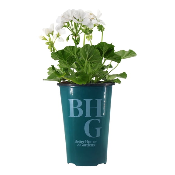 Better Homes & Gardens 9" White Geranium Live Plants in 5" Grower Pot Full Sun