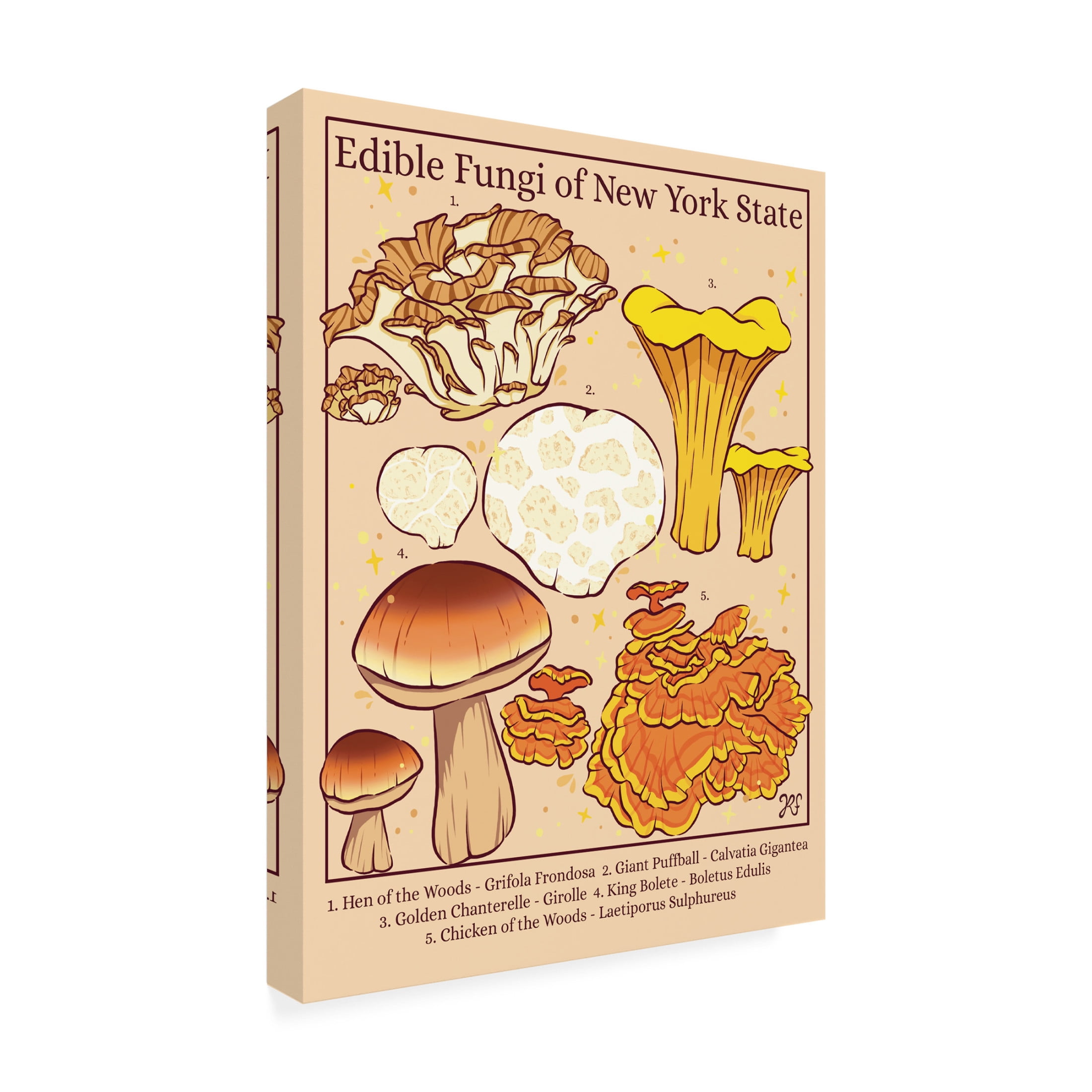 Canvas Wall Art - Rachel Feirman 'Edible Fungi of New York State' Wall Art for Living Room, Bedroom, or Office Décor by Trademark Fine Art - 24 x 32 Inches