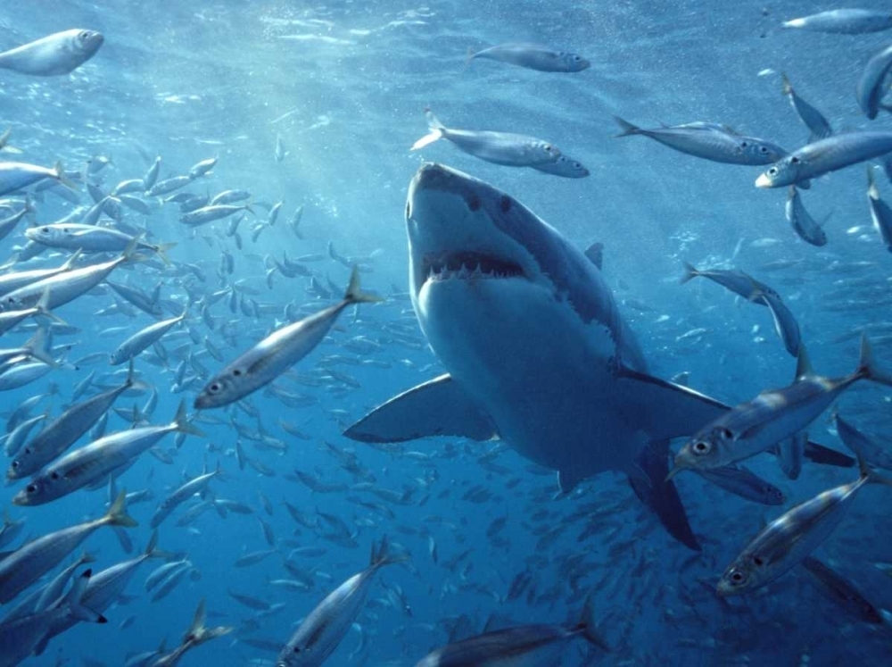 Great White Shark with schooling fish Neptune Islands Australia