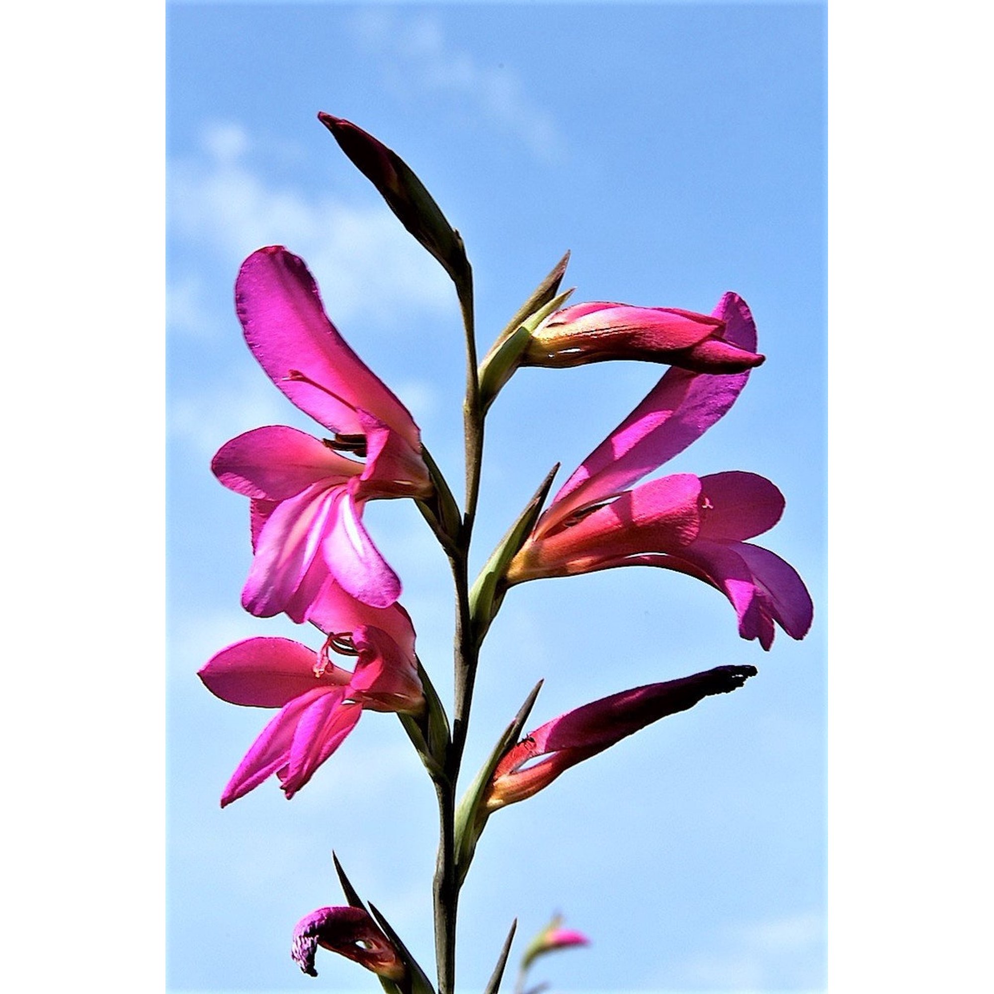 Gladiolus Scientific Name ubicaciondepersonas.cdmx.gob.mx