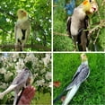 thumbnail image 4 of Methold Correa y arnés ajustables de nailon para pájaros Arnés y correa prácticos y duraderos para pájaros y loros para mascotas Aseo de mascotas, 4 of 6