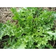thumbnail image 1 of 1000 SALAD KING ENDIVE Italian Chicory Greens Cichorium Endivia Vegetable Seeds, 1 of 4