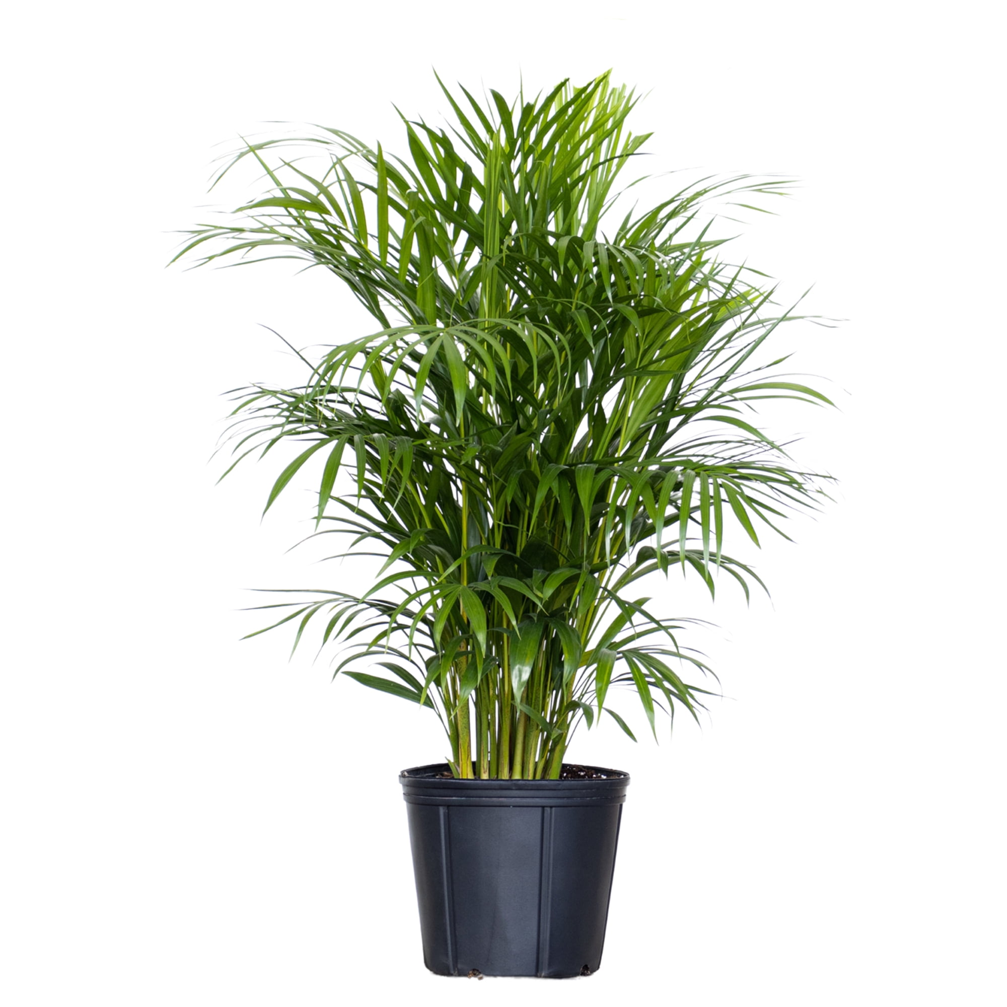 United Nursery Areca Palm Live Plant, 28–34 In. Tall, Tropical Indoor Plant, 10-Inch Grower Pot