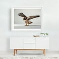 thumbnail image 2 of The falcon - Photography Bird Wildlife Animal Nature White Framed Wall Art Print 5 x 7 inches, 2 of 3
