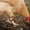 Red, variant on 50 Pack Numbered Poultry Leg Bands, 0.6 Inch Plastic ID Rings For Chickens Ducks And Geese, Clip-On Open Identification Tags For 1 To 4 Lbs Birds