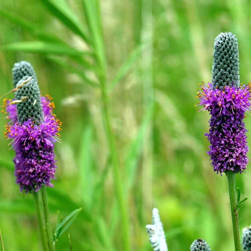 Dalea Purpurea Purple Prairie Clover Resistant To Heat and Drought - 1 LB