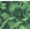 Dark Green, variant on Kenneth James Giardina Lavender Floral Trail Unpasted Non Woven Wallpaper, 20.5-in by 33-ft, 56.4 sq. ft.