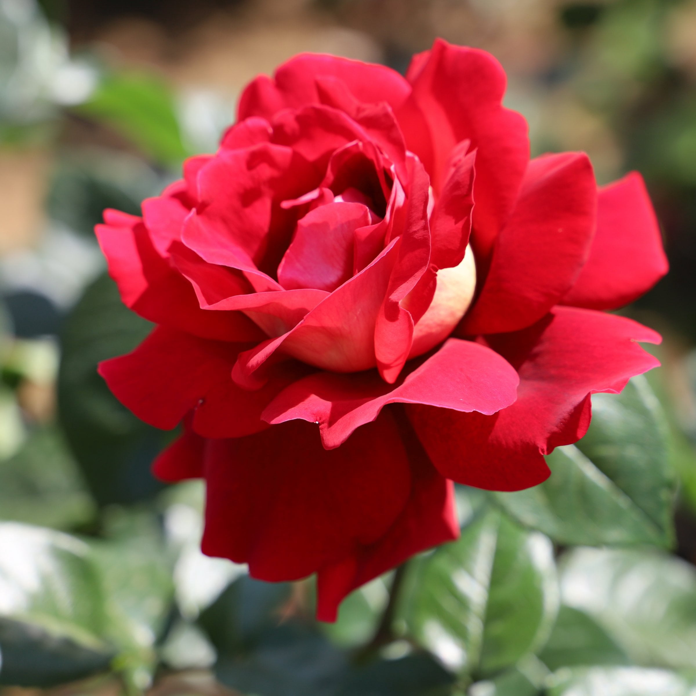 National Plant Network Bare Root Love Rose