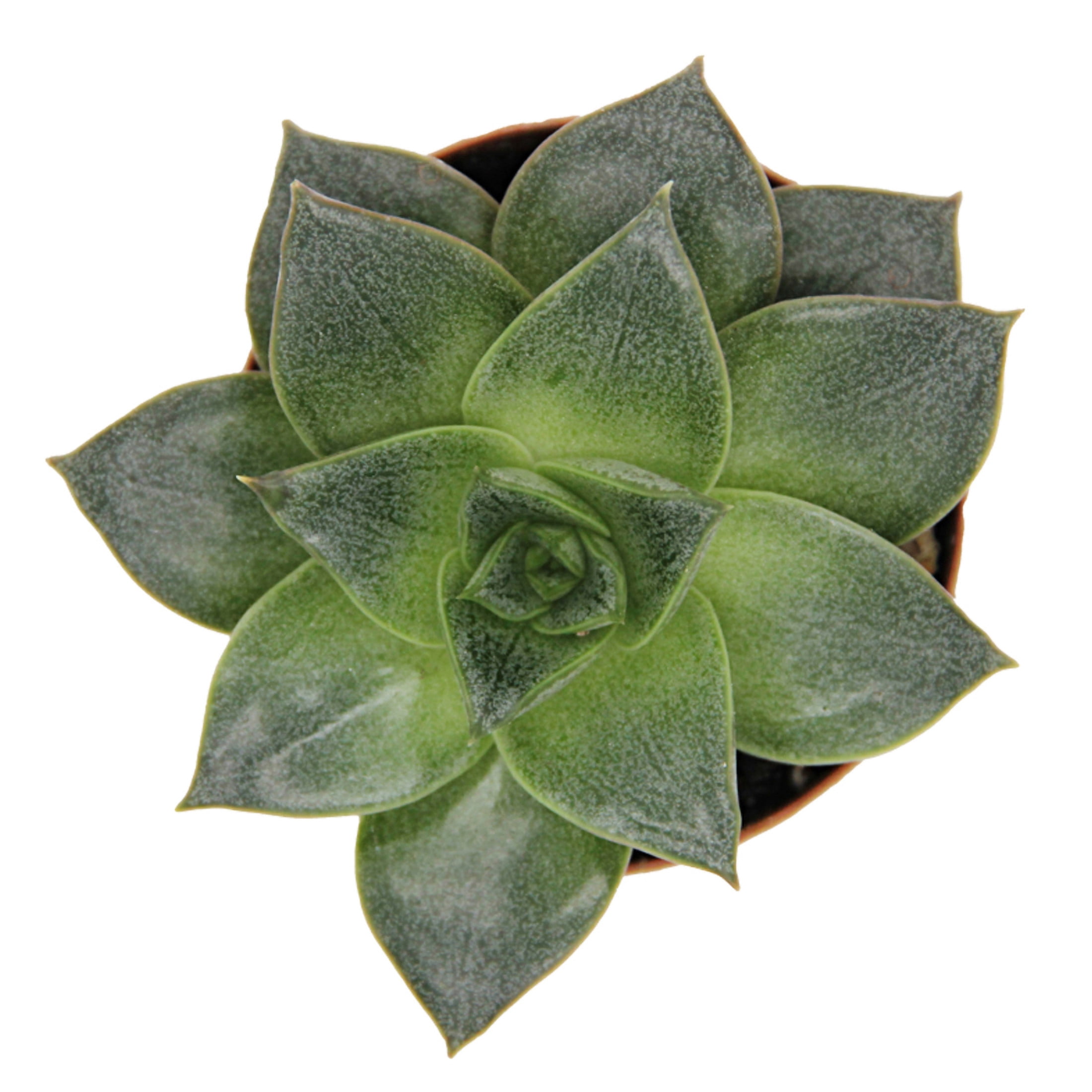 ReptiCulture Assorted Echeveria Desert 2" Pot 3 pk