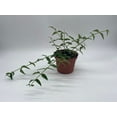 thumbnail image 3 of BubbleBlooms Luxurious Hoya Bella AFF. Lancifolia- Thriving 4 inch Potted Eleganct Plant, 3 of 8