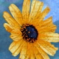 thumbnail image 3 of Greene, Taylor 12x12 Black Modern Framed Museum Art Print Titled - SCRIPTED WILD SUNFLOWER I, 3 of 5