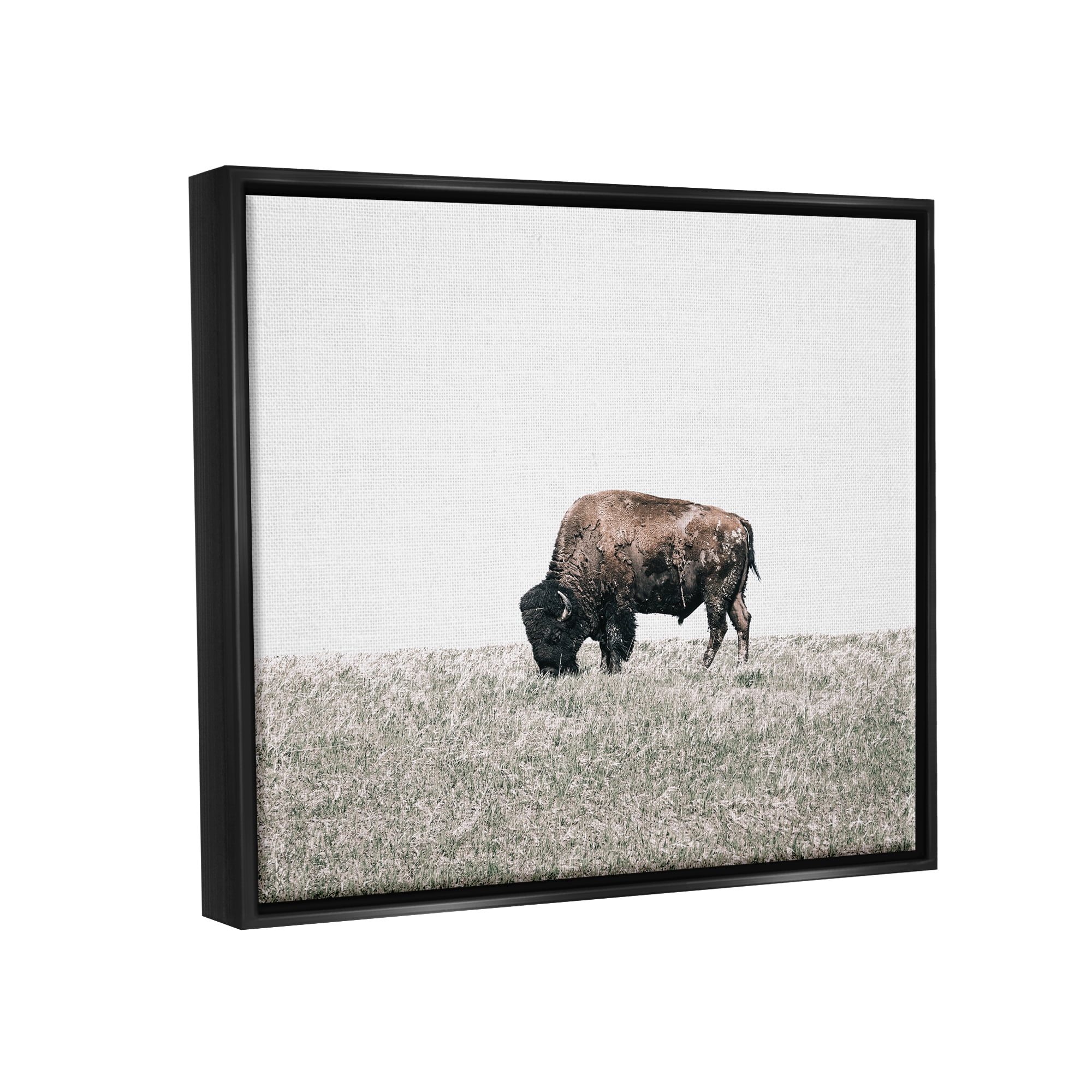 Stupell Industries Buffalo Grazing Pasture Animals & Insects Photography Black Floater Framed Canvas Art Print Wall Art, 21 x 17