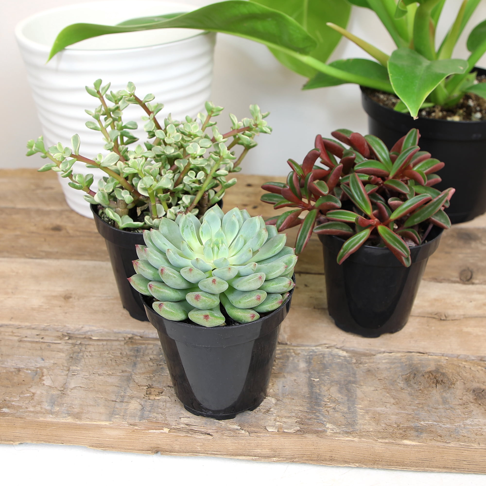 Altman Plants Pet-safe Succulents (3-pack) Easy Care Indoor Plants in 3.5 in. Grower Pots