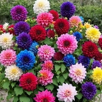 200 Mixed Color Dahlia Seeds for Planting