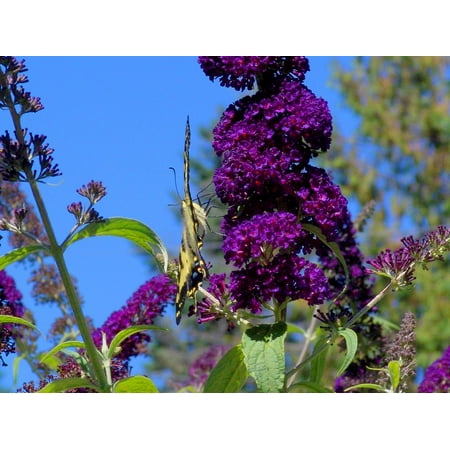 LAMINATED POSTER Butterfly Summertime Butterfly Bush Nature Flowers Poster Print 24 x