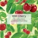 thumbnail image 4 of Ambientador de coche LITTLE TREES Wild Cherry, paquete de 24, 4 of 8