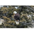thumbnail image 2 of Frank, Jacob W. 24x17 White Modern Wood Framed Museum Art Print Titled - Bald Eagle near Gardner Canyon, Yellowstone National Park, 2 of 4