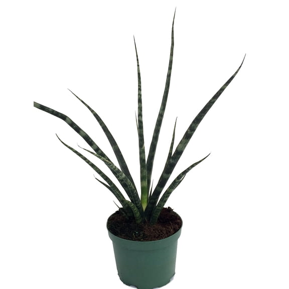 Fernwood Mikado Snake Plant - Sanseveria - Almost Impossible to kill - 5" Pot