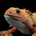 thumbnail image 5 of 46cm Simulation Pogona Vitticeps Lguana Lizard Cute Realistic Stuffed Plush Toy Soft Agamidae Animals Doll Model For Kids Gifts Tw, 5 of 5