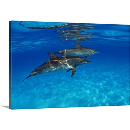 Spotted Dolphin - Great BIG Canvas Dave Fleetham Premium Thick-Wrap Canvas entitled Caribbean, Bahamas, Bahama Bank, Two Atlantic Spotted Dolphin