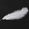 thumbnail image 4 of 100 Pieces White Natural Ostrich Feather 20-25cm Wedding DIY, 4 of 5