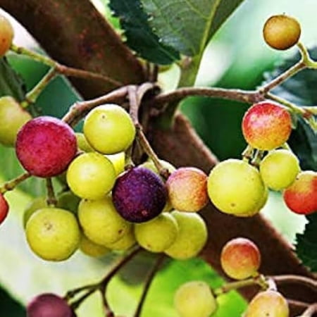 Sherbet Berry Plant Live For Planting 4 To 8 Inch Tall, Sherbet Berry Fruit Tree Live Plant