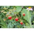 thumbnail image 2 of Earthcare Seeds Strawberry Alexandria Alpine 125 Seeds (Fragaria vesca) Heirloom - Non GMO - Open Pollinated, 2 of 6