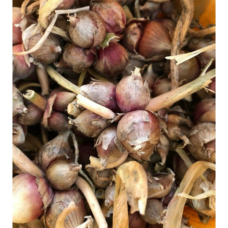 特撮 Unabashed Onion and Garlic Amazon.com : Old Cobblers Farm™ Wicked Growth Garlic + Onion