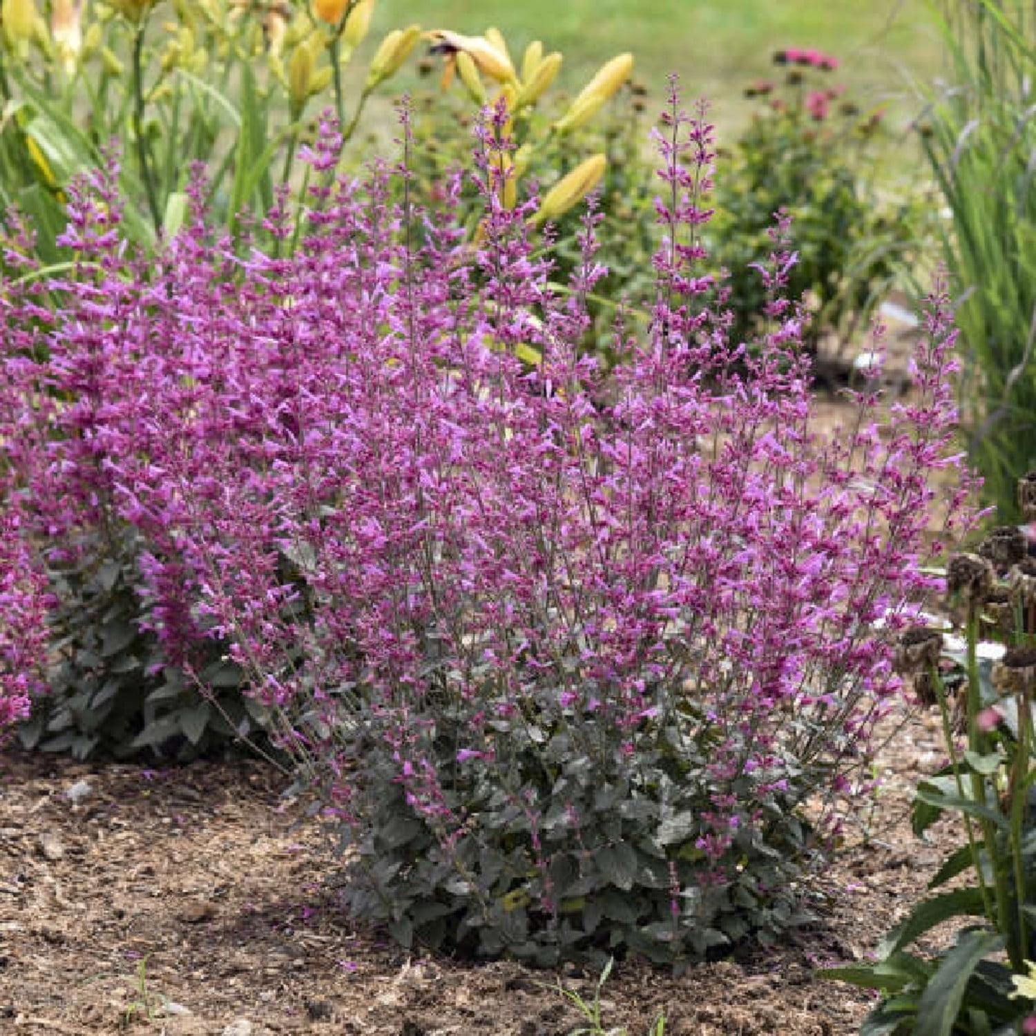 Proven Winners 6" Purple Meant to Bee 'Royal Raspberry' Anise Hyssop Live Plant in 6.5" Pot