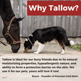 thumbnail image 4 of Paws & Snout Balm - 100% Organic Beef Tallow for Naturally Moisturized and Nourished Skin, Perfect for Cracked, Dry, or Sun Damaged Skin, with Easy-to-Use Applicator for You and Your Pet, 4 of 5
