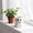 Cute Ghost Planters Under $5 a2, variant on Usloyux Holiday Ghost Shaped Ceramic Planters, Set Of 3 Small Flower Pots Cute Facial Expressions, Indoor Tabletop Decor For Living Room Bedroom Shelf Mantel Office Decoration