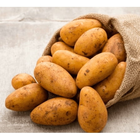 2 Lbs Idaho Potatoes Whole Tubers Seeds Potatoes Brown Potato Seeds for Planting