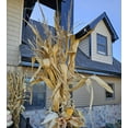 thumbnail image 2 of Mini Dried Corn Stalk Bundle for Decor or Display - 2 Feet Tall - Wedding Table Decor, Event Decor - Corn Shucks, No Ears Attached - Vase Filler - No Ship to California (24 Stalks), 2 of 5