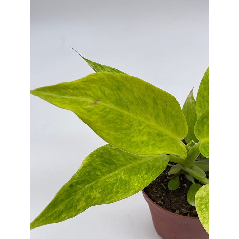 Philodendron Calkins Gold, 4 inch, Rare Philo - Walmart.com